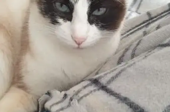 Animaux perdus Wissembourg, photo: Chatte Ragdoll perdue, collier rose, Wissembourg
