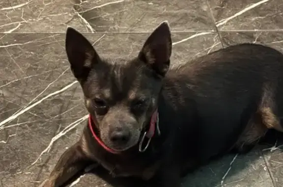 Perro Chihuahueño Negro Perdid...