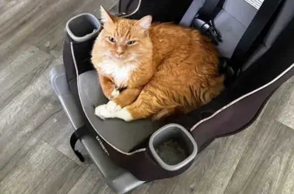 Lost: Skittish Long-Haired Cat in Watkinsville