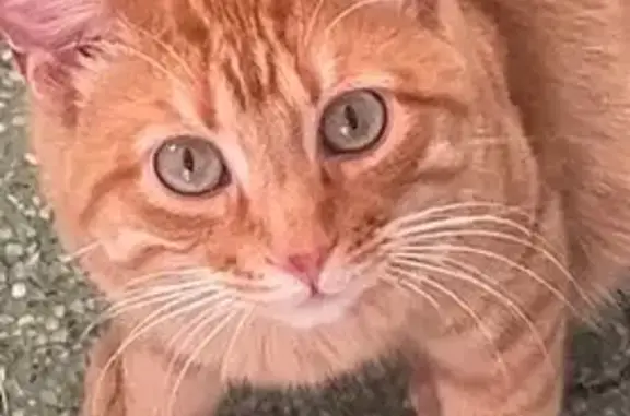 Búsqueda de mascotas, foto: ¡Ayuda a encontrar a Persimo, gato perdido!