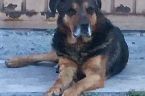 Búsqueda de mascotas, foto: Perro Perdido: Cruza Rottweiler, San Pablo