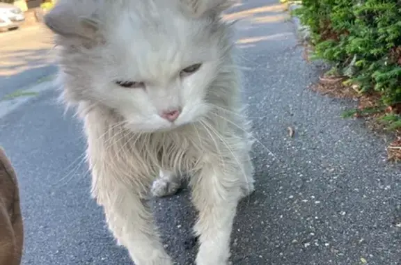 Chat blanc aux dreads trouvé à Lys-lez-Lannoy - photo