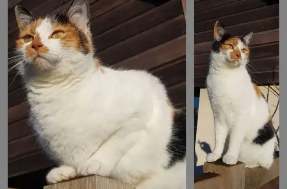 Animaux perdus Langrune-sur-Mer, photo: Chatte tricolore perdue à Langrune-sur-Mer