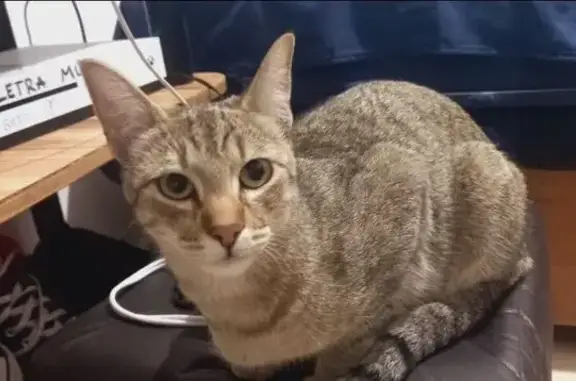 Gato Perdido: Crema con Rayas...
