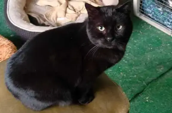 Gato Negro Perdido en Terrassa: Microchip