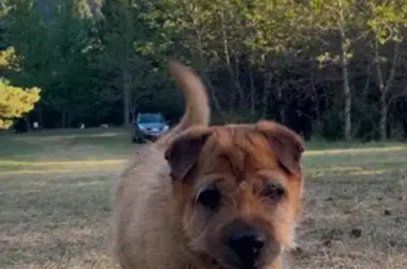 Animaux perdus , photo: Chienne marron âgée perdue à Savines-le-Lac