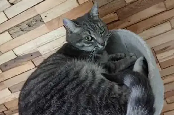 Animaux perdus Bouchemaine, photo: Chatte perdue, peureuse, yeux verts