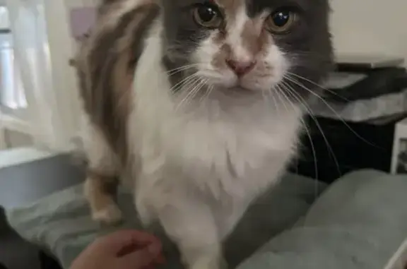 Lost Calico Cat on Murguia Ave, 1936