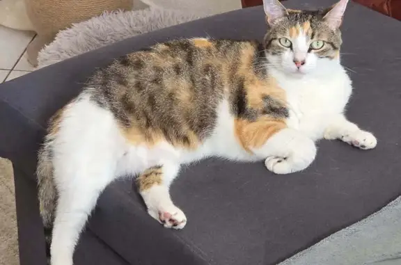 Chatte tigrée perdue aux Sables-d'Olonne - photo