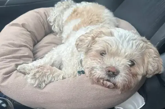 Lost Dog: Urgent! Needs Medicine ASAP