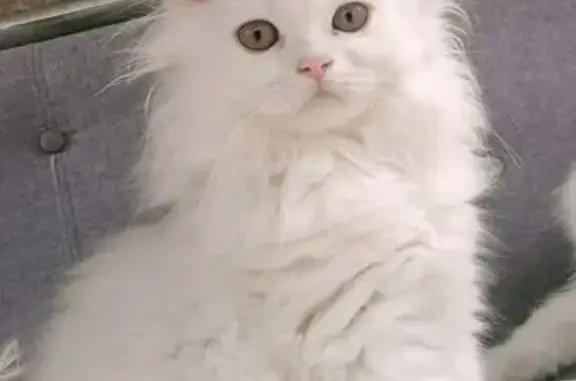 Chaton blanc perdu, Saint-Chamond - photo