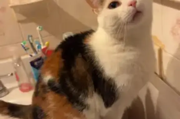 Lost Calico Cat on Kellogg St, Fall River