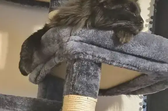 Help Find Onyx: Shy, Black Long-Haired Cat