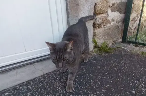 Animaux trouvés Jonzieux, photo: Chat tigré gris trouvé à Jonzieux