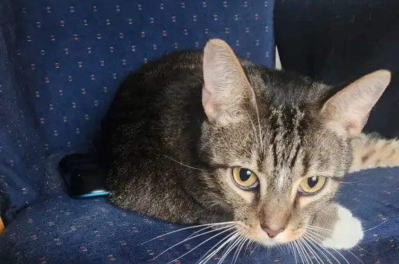 Lost Cat on Superior St, Marion 285