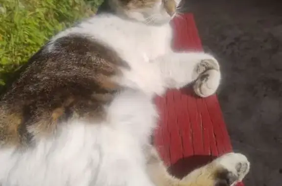 Chat perdu, , photo: Chat mâle 5 ans perdu à Estaing