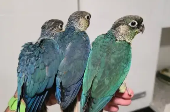Ave Azul Perdida en Viladecans: Anilla Plata