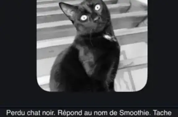 Animaux perdus Metz, photo: Chat perdu, tache blanche, Metz