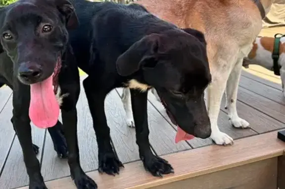 Found dog Hyattsville, photo: Found: Friendly Lab Mix Sisters in Hyattsville