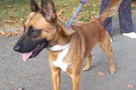 Animaux trouvés Boulogne-sur-Mer, photo: Chien croisé Malinois trouvé à Boulogne