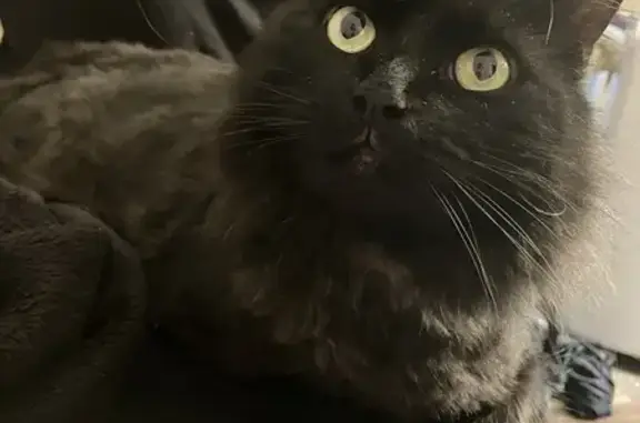 Lost Black Longhair Cat 'Bean' in NY