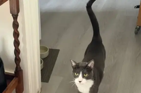 Lost Tuxedo Cat Near Woh Hei Yuen Park