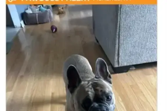 Lost and found pets New York, photo: Found: Male French Bulldog in Menands, NY