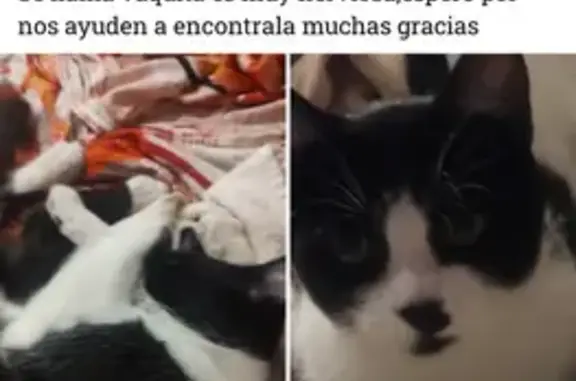 ¡Ayuda! Gato perdido en Guadal...