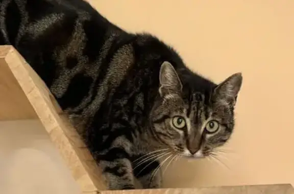Chatte tigrée perdue à Nampont - photo