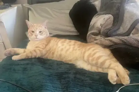 Missing cat Los Angeles, photo: Lost Blonde Tabby Cat on Gaviota Ave