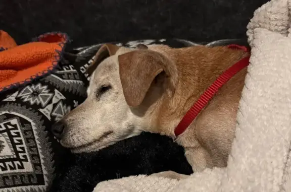 Lost and found pets , photo: Found Dog: Carmel & White on Malcolm X Blvd
