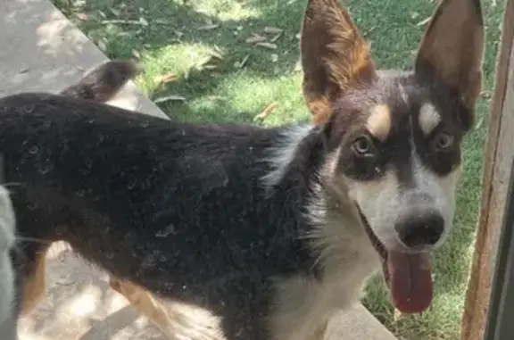 Found dog San Antonio, photo: Found: Friendly Husky Mix Puppy in SA
