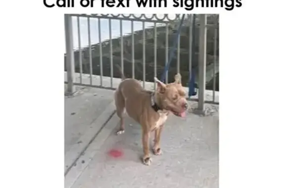 Lost Tan Dog: 435 W 87th St, 60620