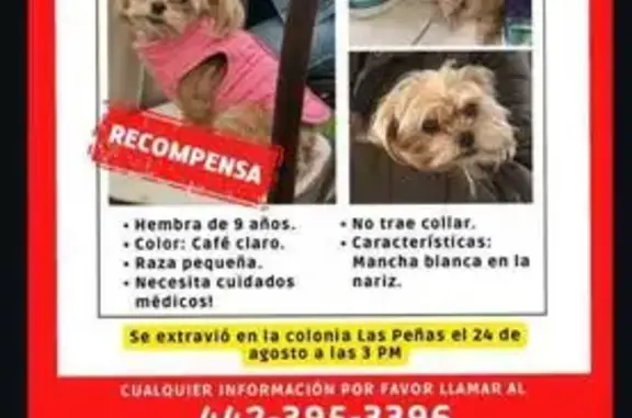 ¡Ayuda! Perro pequeño perdido...