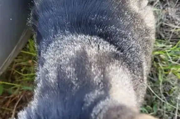 Chat trouvé à Frouzins, puce à Balma - photo