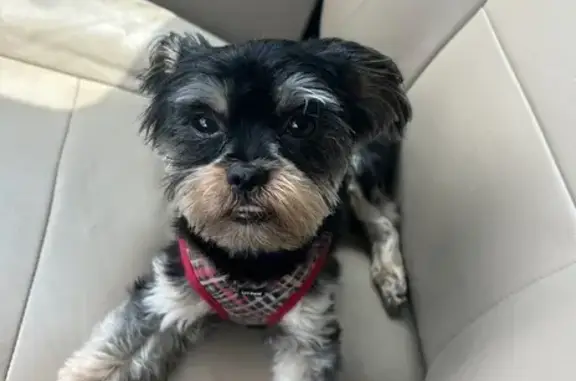 Lost: Cute Shih Tzu-Yorkie Mix in Detroit
