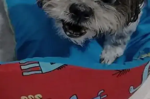 cachorro desaparecida
