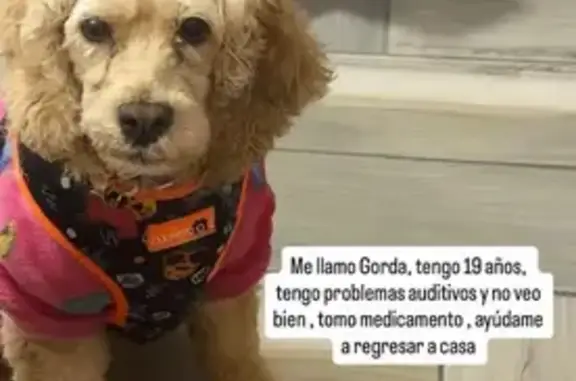 Búsqueda de mascotas, foto: Perro Cocker de 19 años perdido en Ixtapaluca