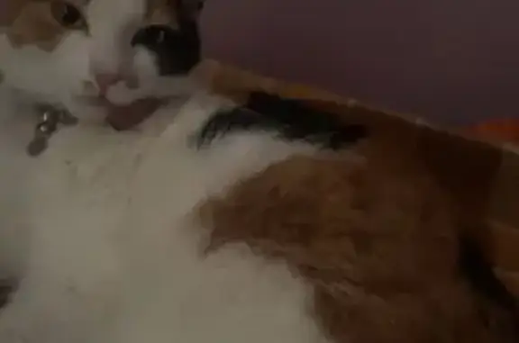 Help Find Coco: Missing Cat in Greenacre