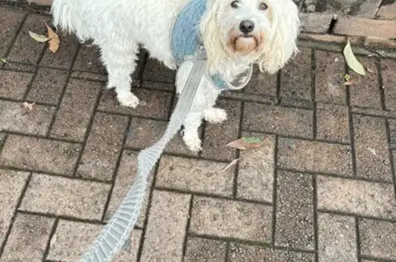 Lost Dog on Parramatta Rd, Strathfield