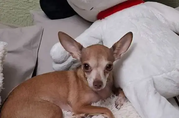 Chihuahua Café Perdido en Vall...