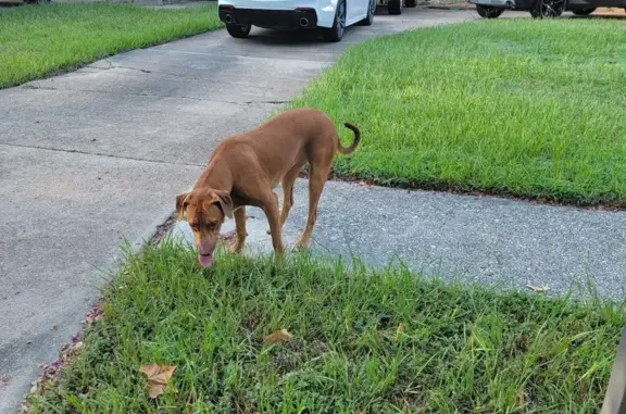 Lost Dog: Brown Coat, White Chest, Houston