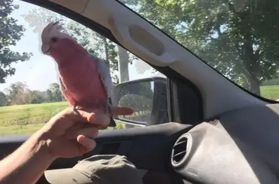 Lost Pink Galah with Band in Sydney