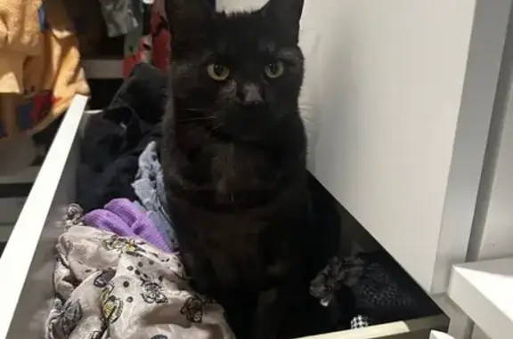 Missing Black Cat in Somerset Area