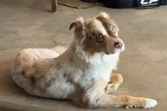 Lost Dog on North 15th Ave, Phoenix