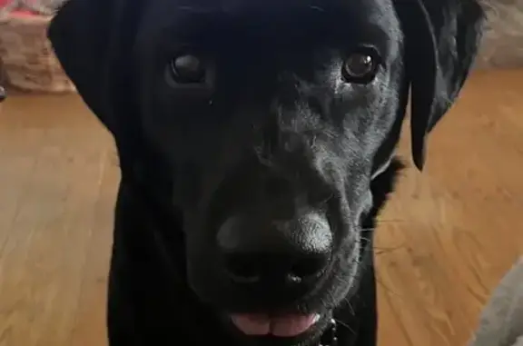 Lost Black Lab: Nervous Male in Scranton