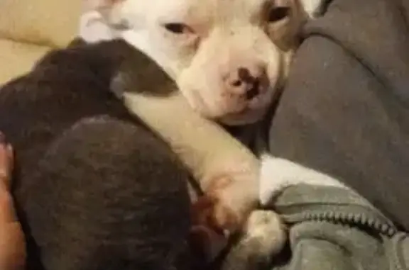 Lost Pitbull Mix: Sweet, White-Headed Pup