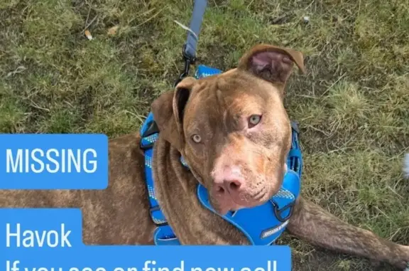 Missing dog Seattle, photo: Lost Brindle Dog: Gold Eyes, Seattle 143rd