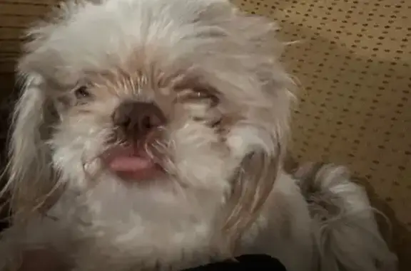 Lost Shih Tzu 'Coqueta' in Mercedes Area