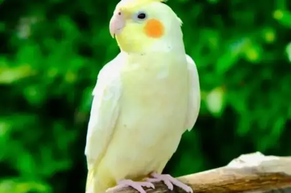 Perdu : oiseau apprivoisé à Captieux - photo